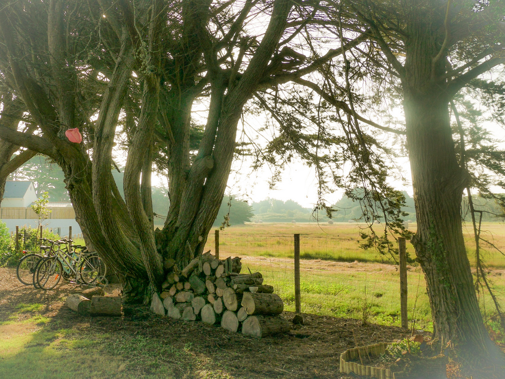 Depuis le jardin, l'été